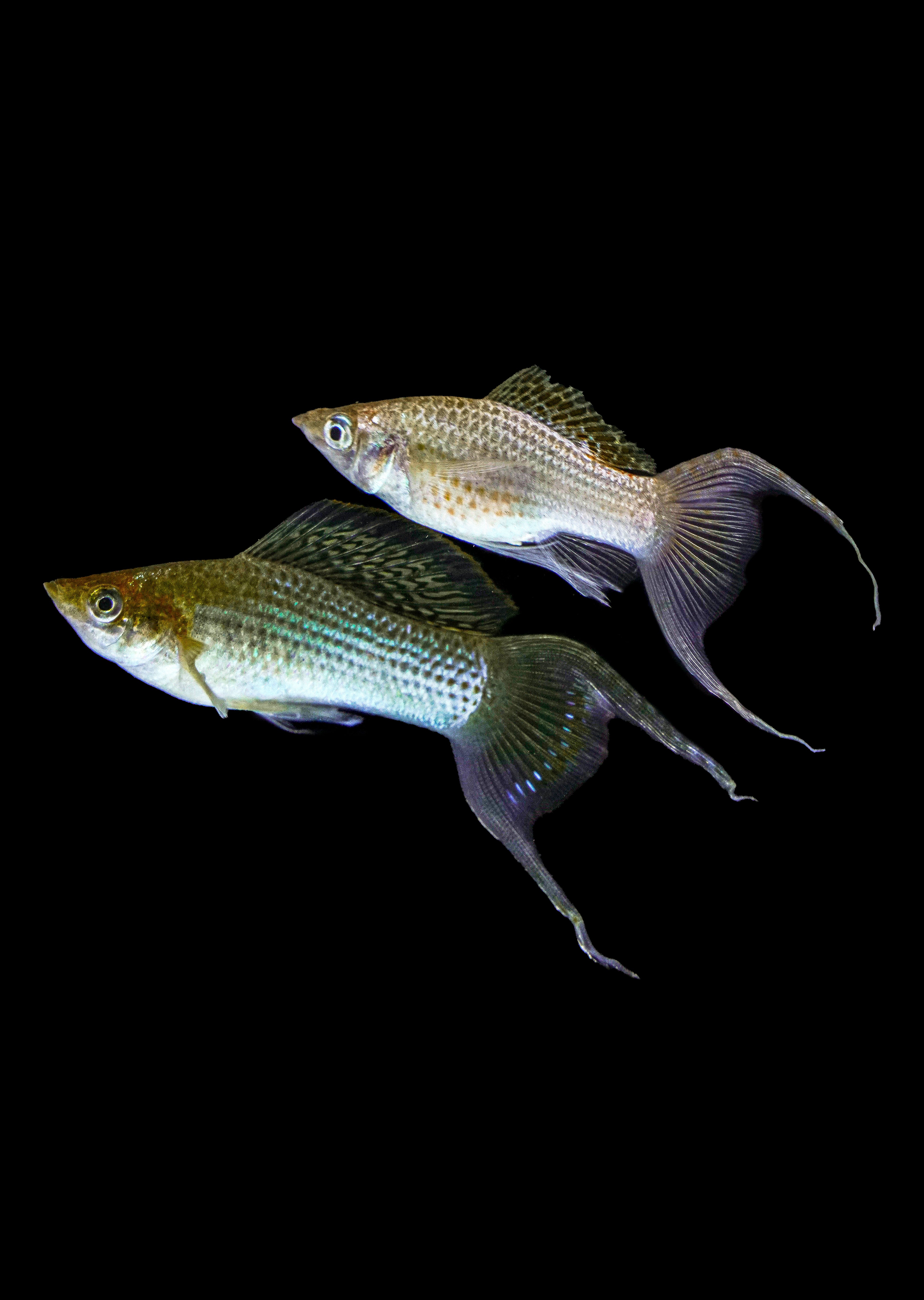 Green Colour Molly Fish