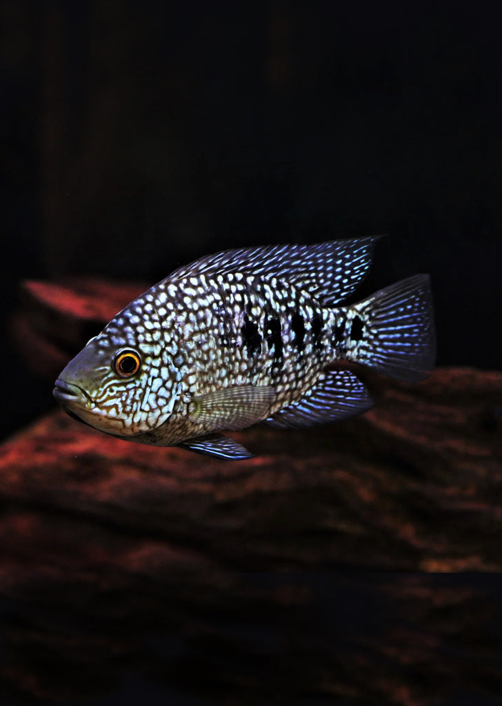 Blue Texas Cichlid