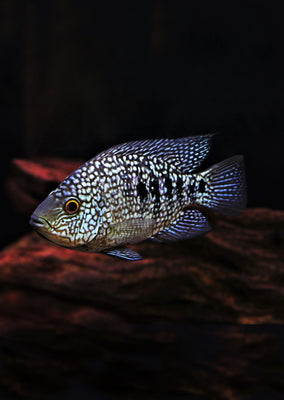 Blue Texas Cichlid