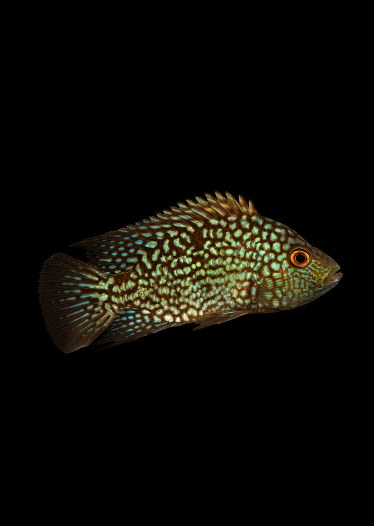 Blue Texas Cichlid