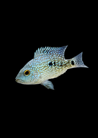 Blue Texas Cichlid