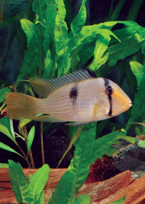 Guianacara dacrya