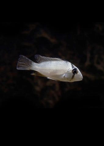 Guianacara dacrya