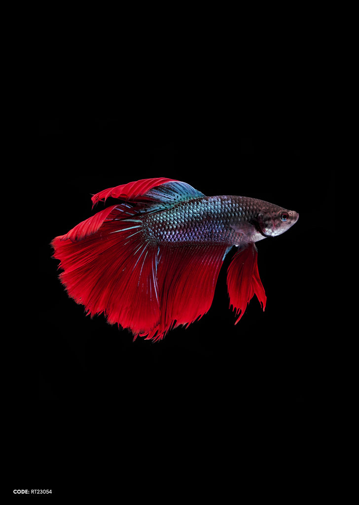 Blue Red Tail Halfmoon