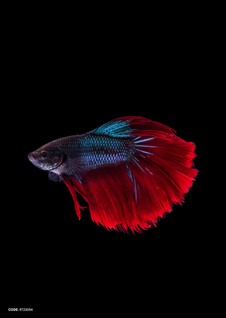 Blue Red Tail Halfmoon