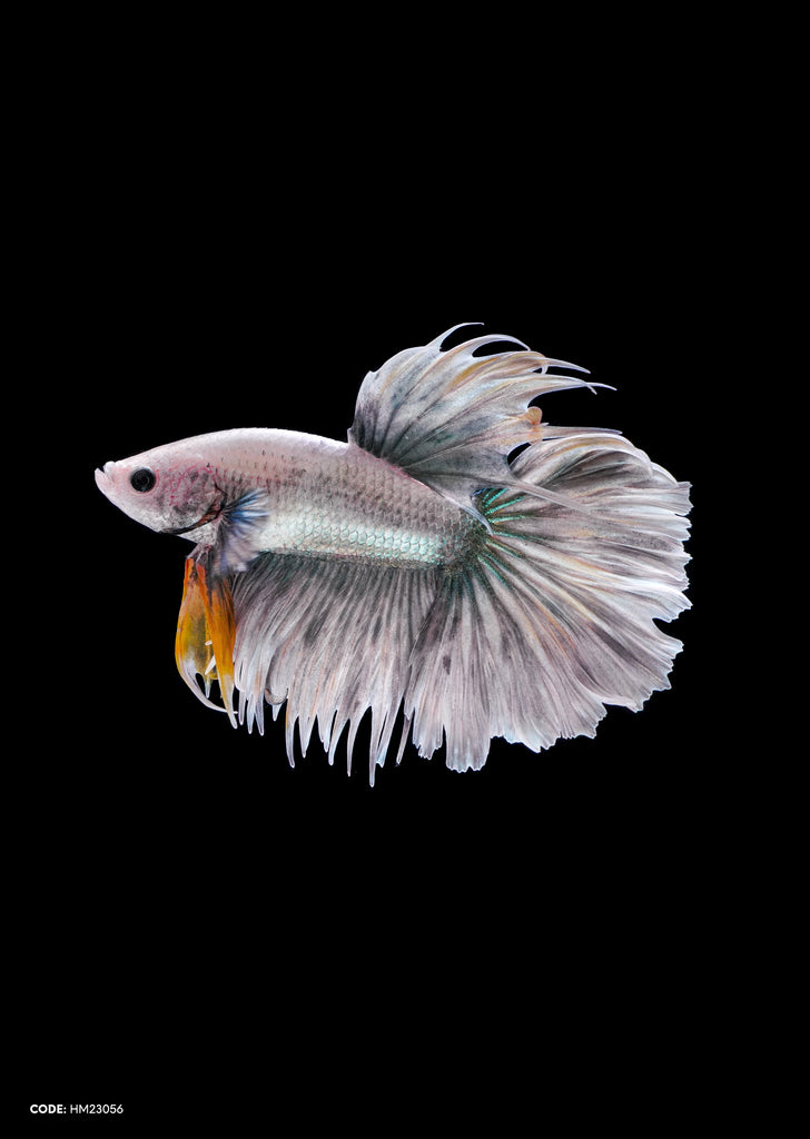 Grizzle Yellow Comb Halfmoon