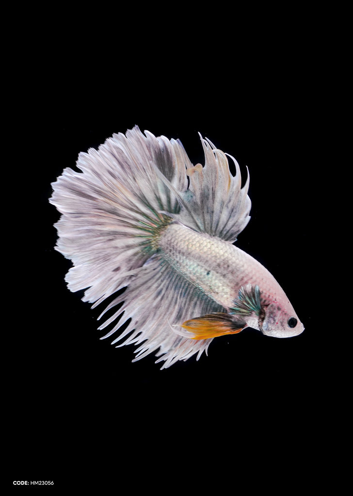 Grizzle Yellow Comb Halfmoon