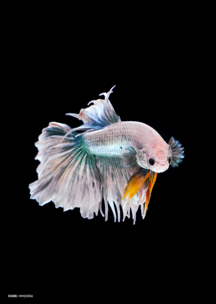 Grizzle Yellow Comb Halfmoon