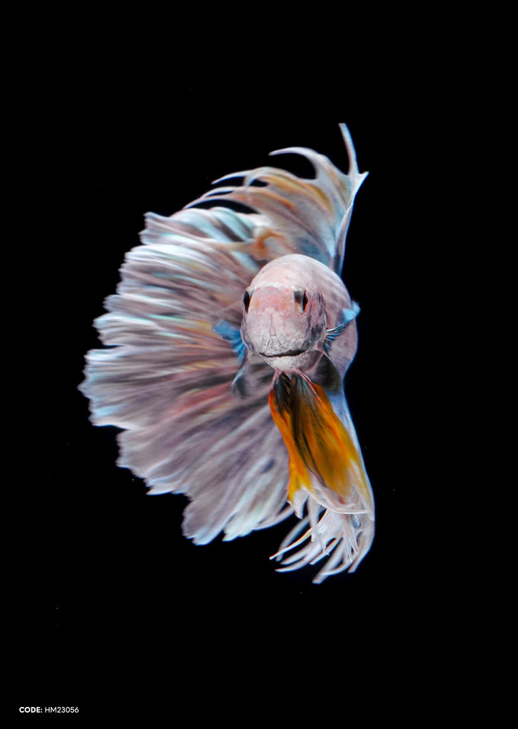 Grizzle Yellow Comb Halfmoon
