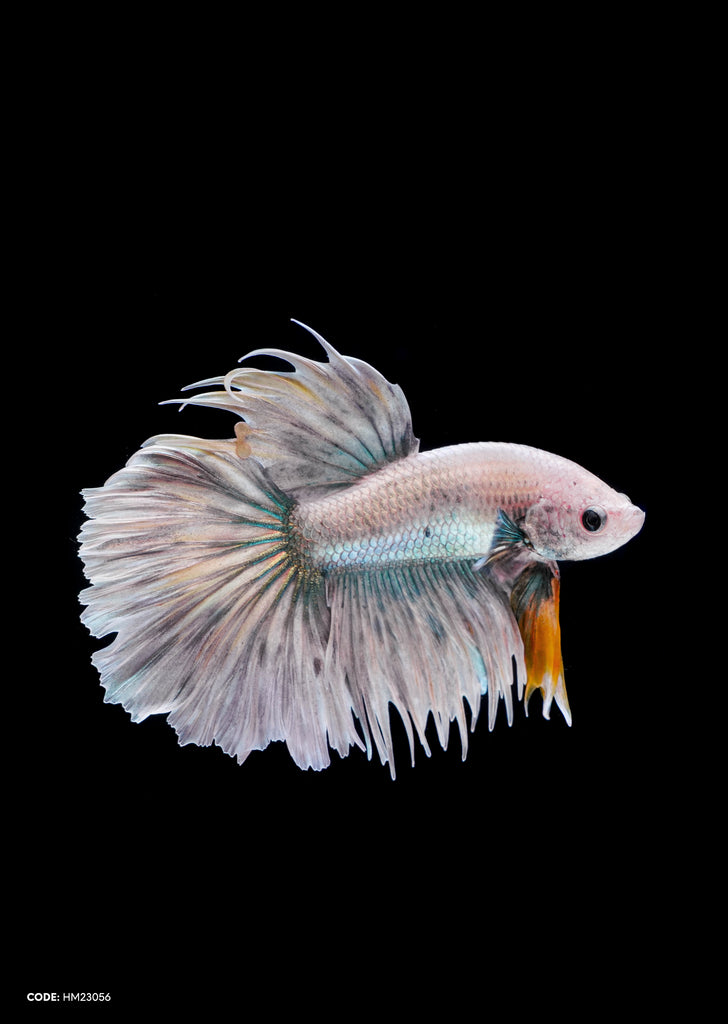 Grizzle Yellow Comb Halfmoon