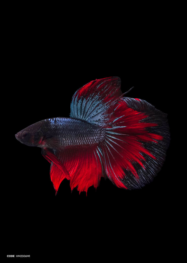 Metallic Blue Red Halfmoon