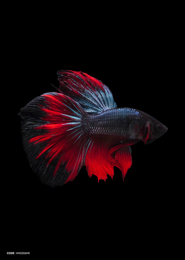 Metallic Blue Red Halfmoon
