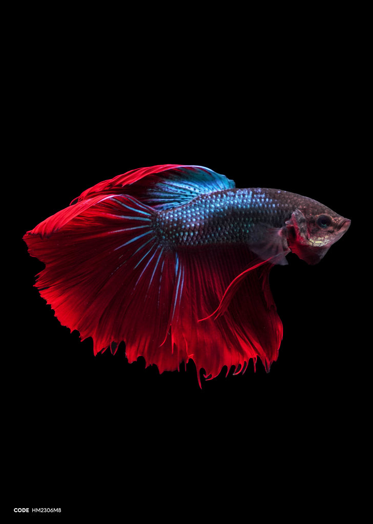 Metal Blue Red Tail Halfmoon