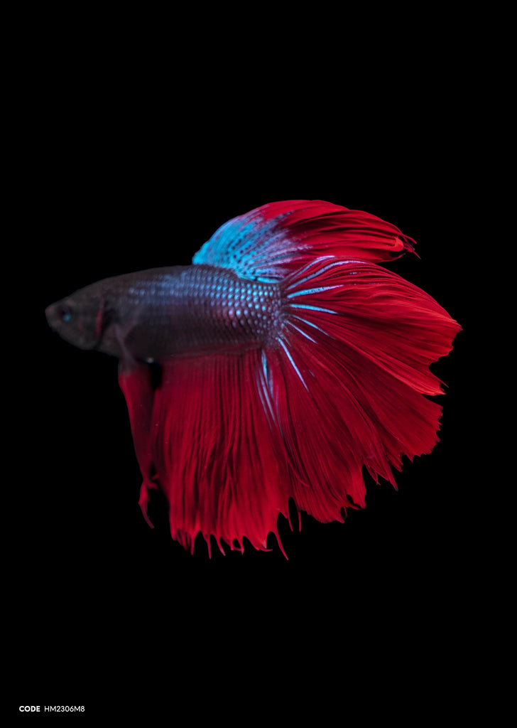Metal Blue Red Tail Halfmoon