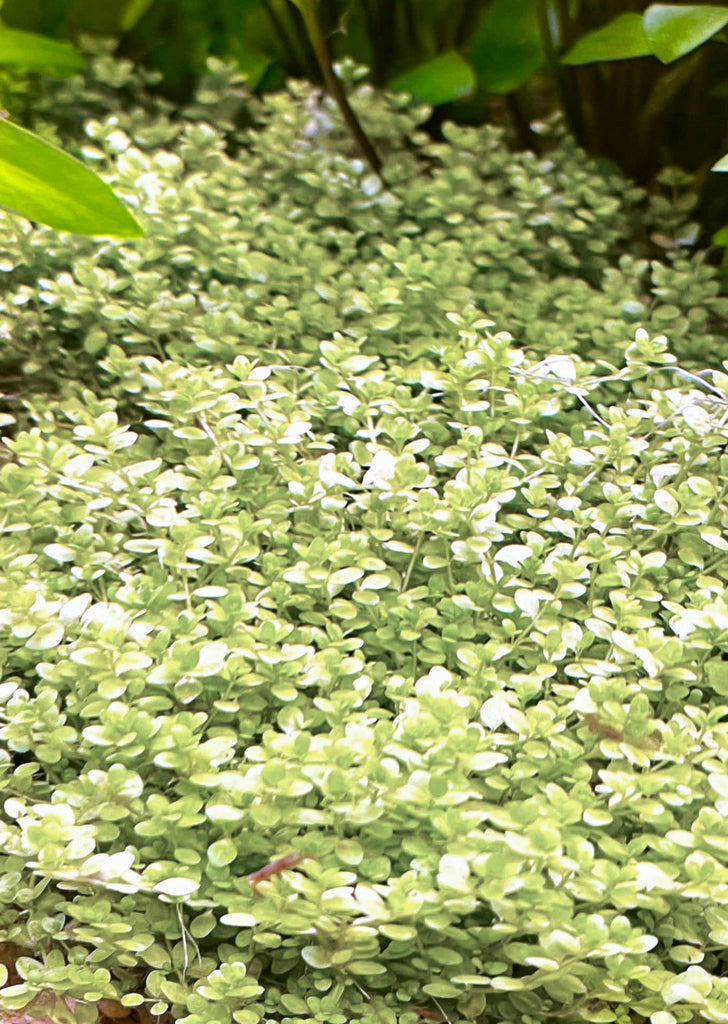 Hemianthus 'Cuba White'