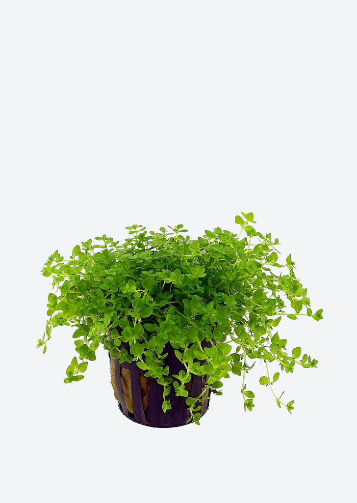 Hemianthus micranthemoides