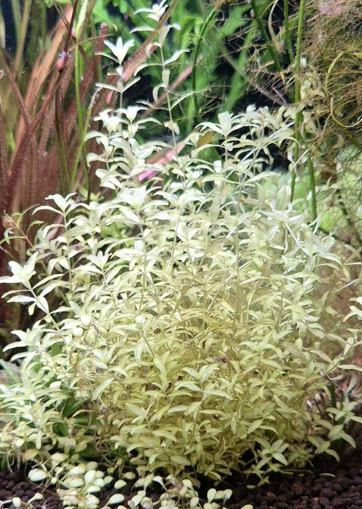 Hemianthus Micranthemoides 'White'