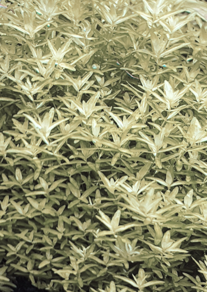 Hemianthus Micranthemoides 'White'