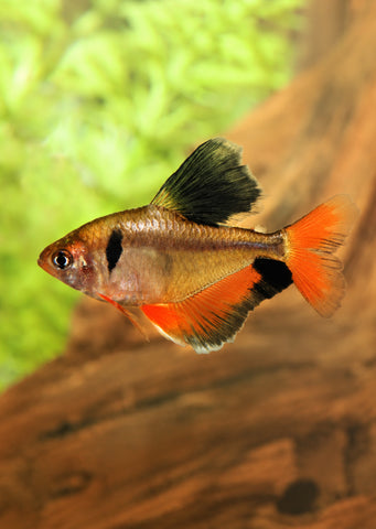 High Fin Serpae Tetra