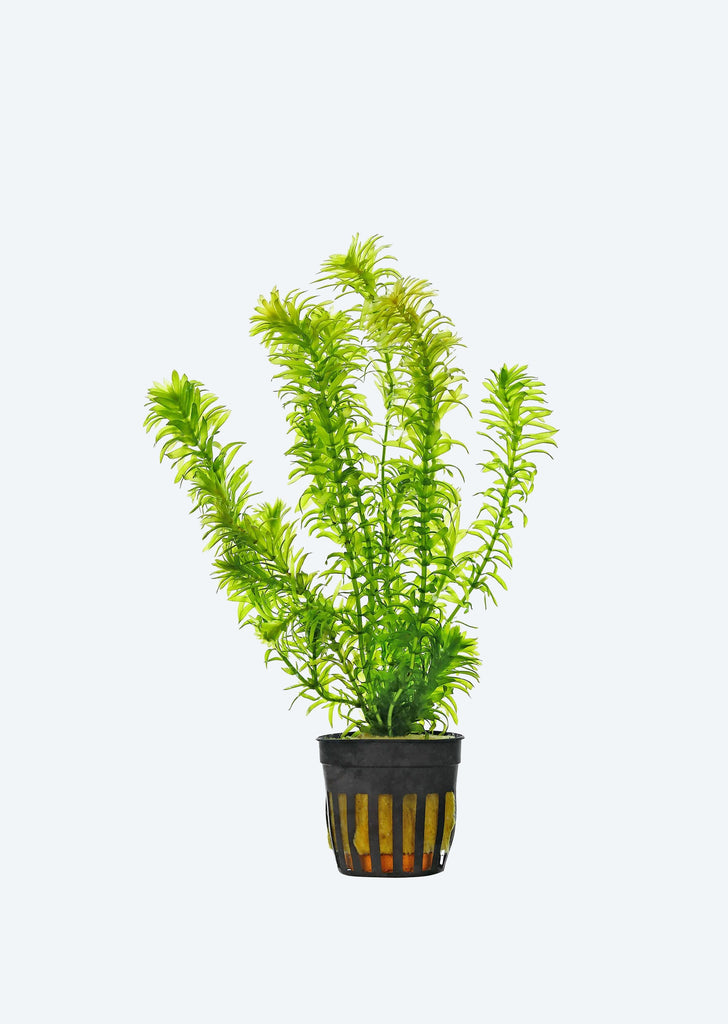 Hydrilla verticillata