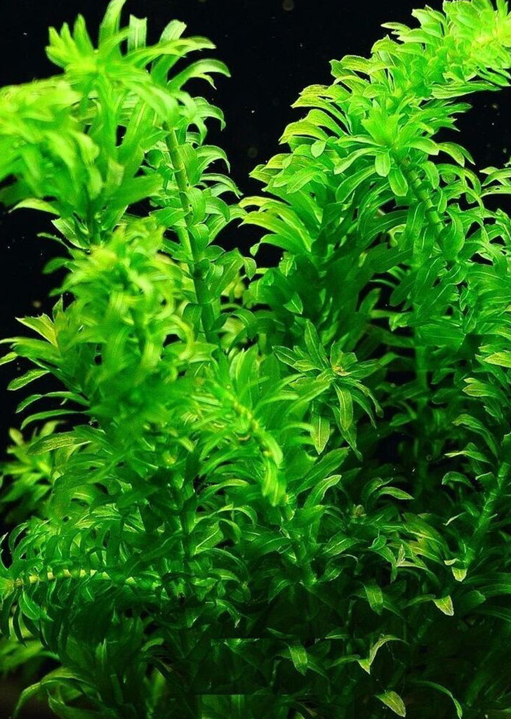 Hydrilla verticillata