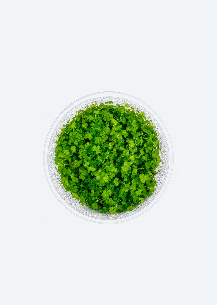 Hydrocotyle sp. 'Japan' (In Vitro)