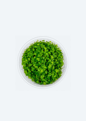 Hydrocotyle sp. 'Japan' (In Vitro)