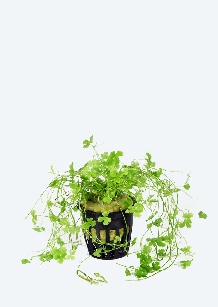 Hydrocotyle tripartita ‘Japan’