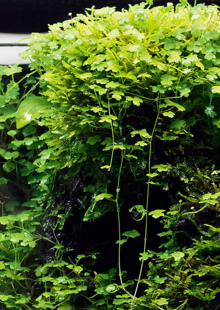Hydrocotyle tripartita ‘Japan’