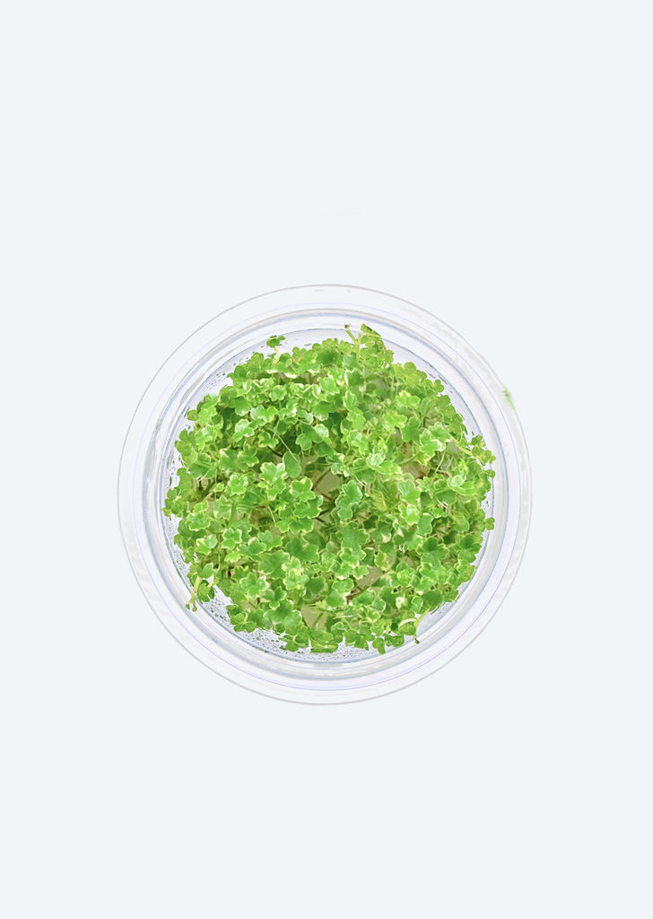 Hydrocotyle tripartita 'Variegated'