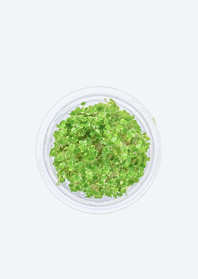 Hydrocotyle tripartita 'Variegated'