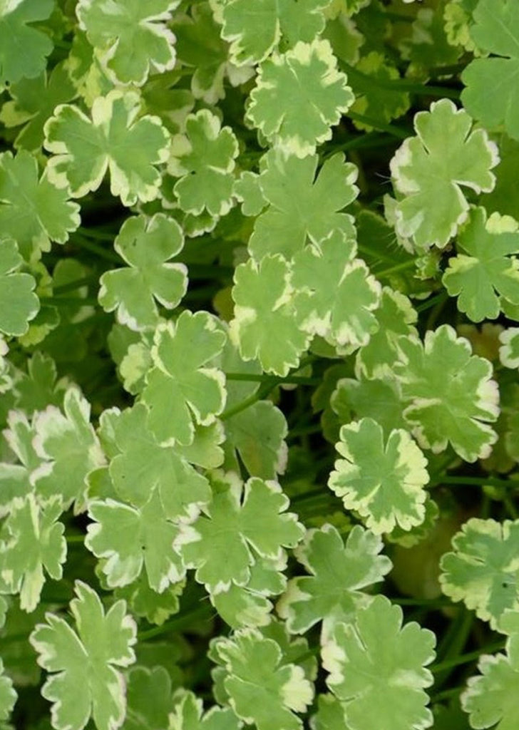 Hydrocotyle tripartita 'Variegated'