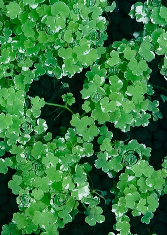 Hydrocotyle tripartita 'Variegated'