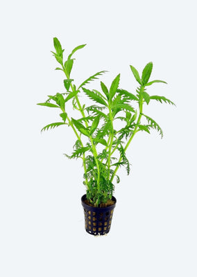 Hygrophila balsamica