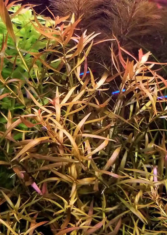 Hygrophila cordata