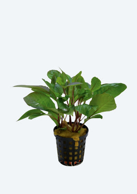 Hygrophila corymbosa