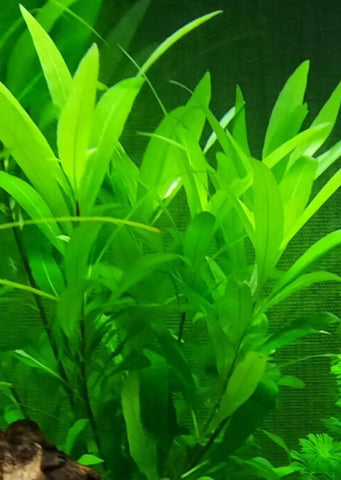 Hygrophila corymbosa