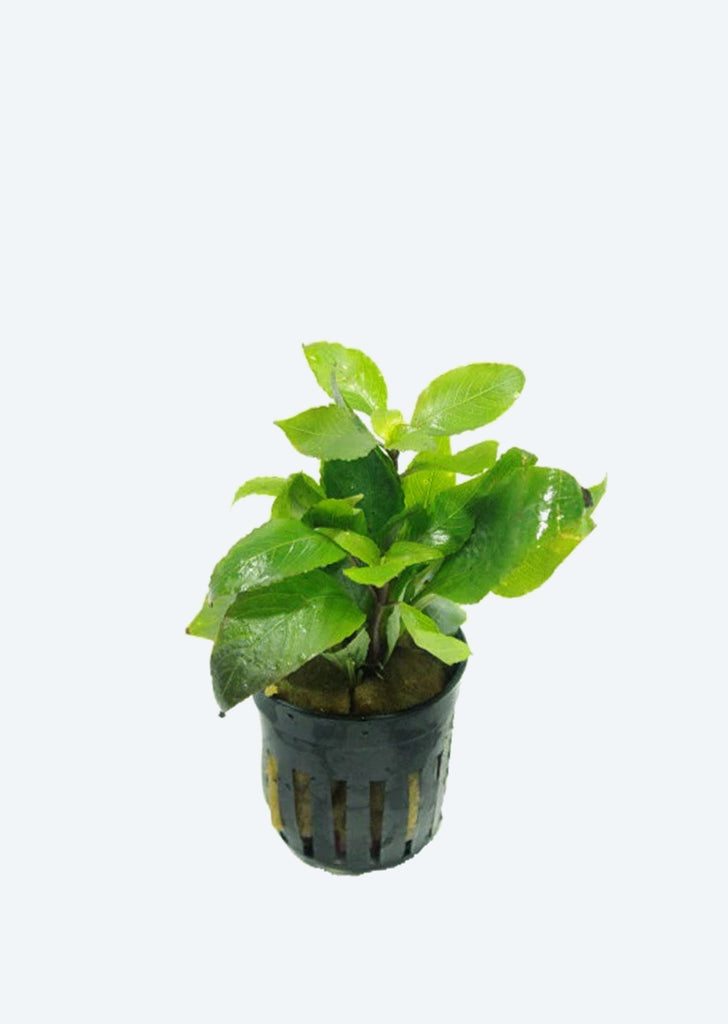 Hygrophila c. Minima