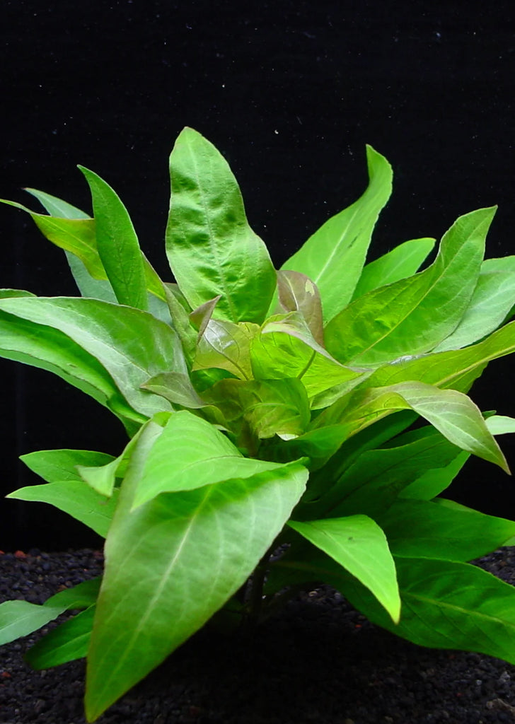 Hygrophila c. Minima