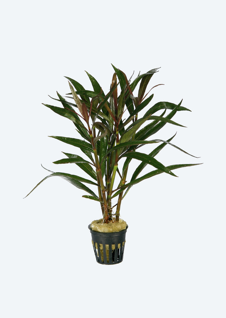 Hygrophila guianensis