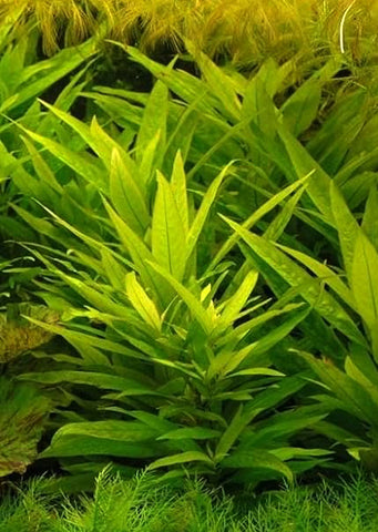 Hygrophila guianensis