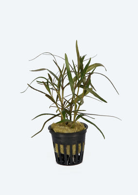 Hygrophila lancea ‘Araguaia’’
