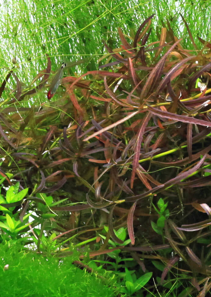 Hygrophila lancea ‘Araguaia’’