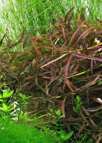 Hygrophila lancea ‘Araguaia’’