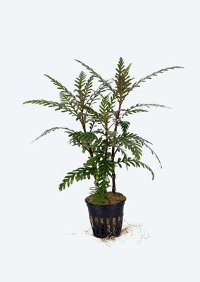 Hygrophila Pinnatifida