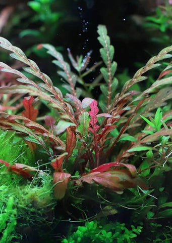 Hygrophila Pinnatifida