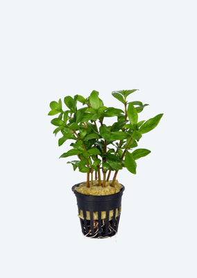 Hygrophila Polysperma