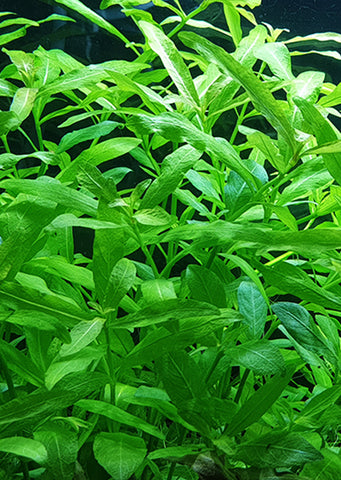 Hygrophila Polysperma