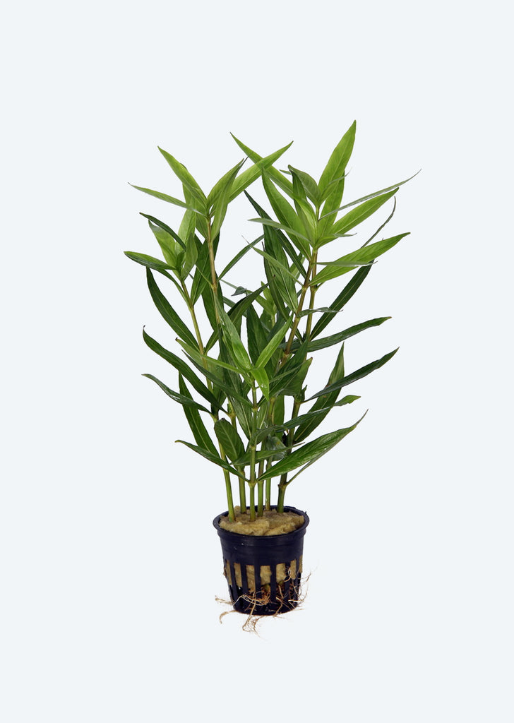 Hygrophila sp. Parawitota