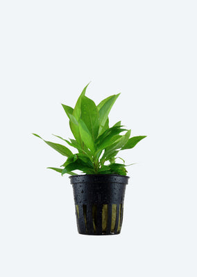 Hygrophila c. 'Stricta'